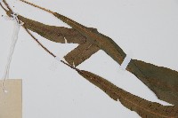 單葉雙蓋蕨藏品圖，第4張