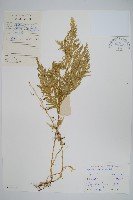 異葉卷柏藏品圖，第1張