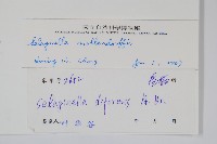 異葉卷柏藏品圖，第2張