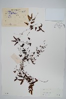 小葉海金沙藏品圖，第1張