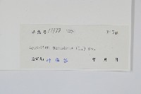 小葉海金沙藏品圖，第2張