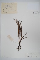 紐柄書帶蕨藏品圖，第1張