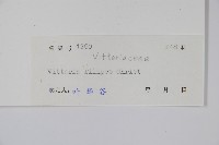 紐柄書帶蕨藏品圖，第2張