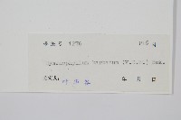 華東膜蕨藏品圖，第2張