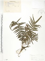 鱗蓋鳳尾蕨藏品圖，第1張