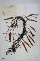 石葦藏品圖，第1張