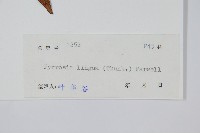 石葦藏品圖，第2張