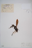 登錄號:P005391藏品圖，第1張