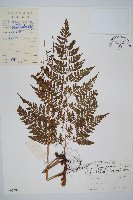 雲南小膜蓋蕨藏品圖，第1張