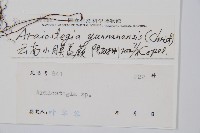 雲南小膜蓋蕨藏品圖，第2張