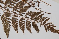 雲南小膜蓋蕨藏品圖，第3張