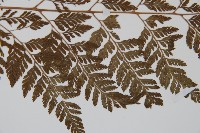 雲南小膜蓋蕨藏品圖，第4張