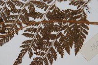 雲南小膜蓋蕨藏品圖，第5張