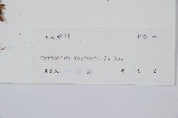 貫眾蕨藏品圖，第2張