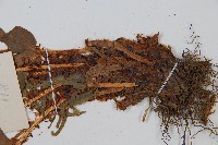 貫眾蕨藏品圖，第3張