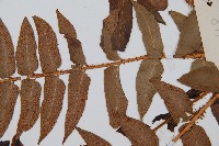 貫眾蕨藏品圖，第4張