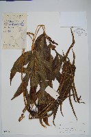 登錄號:P005394藏品圖，第1張