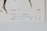 登錄號:P005394藏品圖，第2張