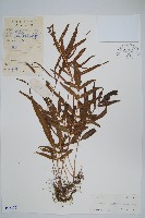 橢圓線蕨藏品圖，第1張