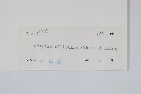 橢圓線蕨藏品圖，第2張