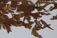 粗毛鱗蓋蕨藏品圖，第5張