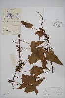 戟葉星蕨藏品圖，第1張