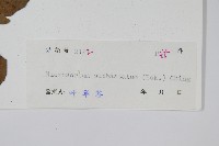 戟葉星蕨藏品圖，第2張