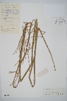 木賊藏品圖，第1張