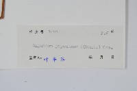 日本金粉蕨藏品圖，第2張