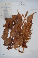 生芽狗脊蕨、頂芽狗脊蕨藏品圖，第1張