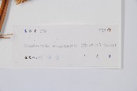 生芽狗脊蕨、頂芽狗脊蕨藏品圖，第2張