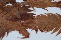 生芽狗脊蕨、頂芽狗脊蕨藏品圖，第5張