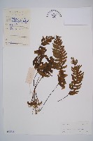 單邊鐵角蕨藏品圖，第1張