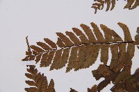 單邊鐵角蕨藏品圖，第5張