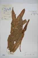 團葉槲蕨藏品圖，第1張