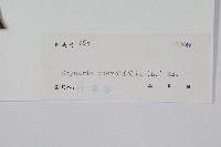 團葉槲蕨藏品圖，第2張