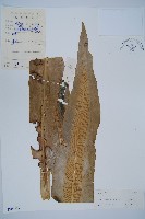 巢蕨藏品圖，第1張