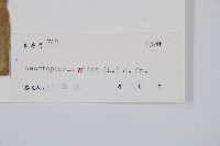 巢蕨藏品圖，第2張