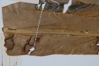 巢蕨藏品圖，第5張