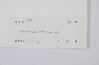 散生木賊藏品圖，第2張