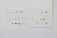 馬祖耳蕨藏品圖，第2張