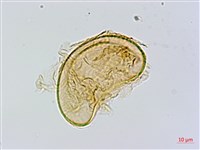 異裂短腸蕨藏品圖，第3張