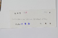 盾蕨藏品圖，第2張