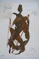 隱脈細柄雙蓋蕨藏品圖，第1張