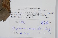 隱脈細柄雙蓋蕨藏品圖，第3張