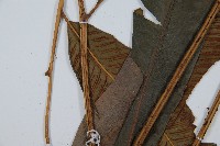 隱脈細柄雙蓋蕨藏品圖，第5張