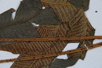 隱脈細柄雙蓋蕨藏品圖，第6張