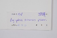 福建蓮座蕨藏品圖，第2張