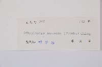 假蹄蓋蕨藏品圖，第6張