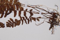 假蹄蓋蕨藏品圖，第7張